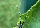 7 GOLDEN BLOOMED GREY LONG HORN BEETLE.jpg